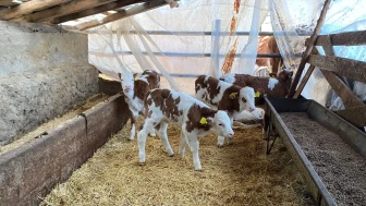 Amasya’da Tarım ve Hayvancılıkta Atılım