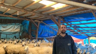 Merzifon’da 19 Koyunla Başladı, 400’e Yaklaştı