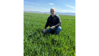 Merzifon’da Tarlalarda Tehlike: Hastalık Yayılıyor!