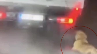 Köpek Dehşetinde Yeni Gelişme: Gözaltına Alındı