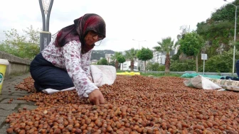 Fındık fiyatı 250 TL’ye geriledi, üretici umudunu yeni yıla bıraktı