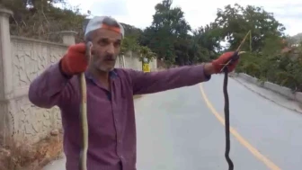 Yılanları elleriyle yakaladı
