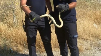 Fabrikada yılan paniği