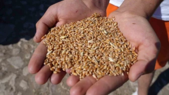 Çiftçilere yüzde 100 hibeli üretim desteği