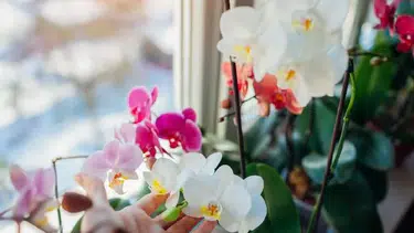 Orkide Bakımında Altın Kurallar: Çiçeğinizi Yıllarca Yaşatmanın Sırrı Ortaya Çıktı