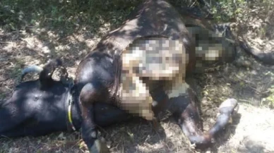 Aç kalan ayı ineği parçaladı