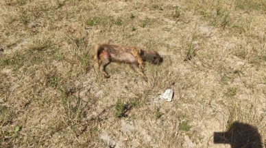 Alibey Barajı'ndaki köpek ölülerini İSKİ temizlemeyince, Sultangazi Belediyesi topladı