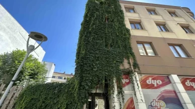 Apartmanı saran sarmaşıklar dikkat çekiyor
