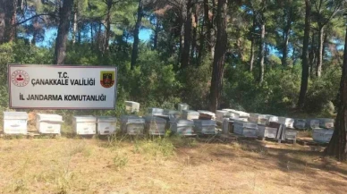 Çanakkale'de arı kovanı hırsızlığı