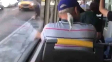 Ensesine konan muhabbet kuşuyla böyle seyahat etti