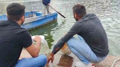 Erbaa'da baraj ve göletlere 6 bin sazan yavrusu bırakıldı