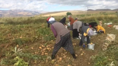 Erzincan'da patates hasadı başladı