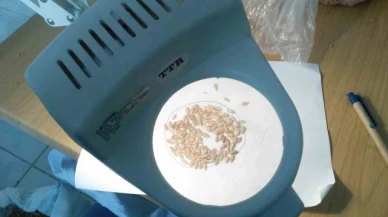 Eskişehir'de süne mücadelesi sonbaharda da devam edecek