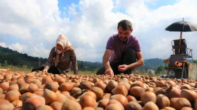 Fındık üreticilerinin zorlu kurutma mesaisi
