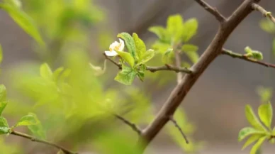 Gümüşhane'de Eylül ayının ortasında erik ağacı çiçek açtı