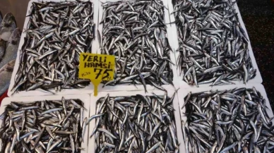 Hamsi sezonu erken başladı ancak bu ihracatına yansımadı