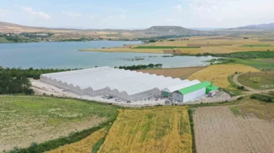 Jeotermal serada 'topraksız tarım' başladı: Yaz kış üretim olacak