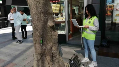Kartal'da devrilme riskine karşı ağaçların 'tomografisi' çekildi