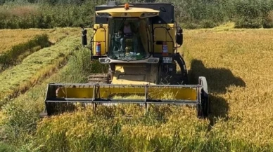 Sungurlu'da çeltik hasadı başladı