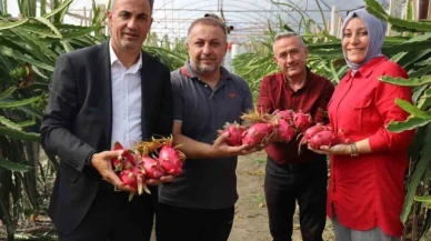Tropikal meyve olan 'Ejder'in Bilecik'te ilk hasadı yapıldı