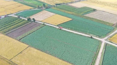 Kışlık sebzeler hasat için gün sayıyor