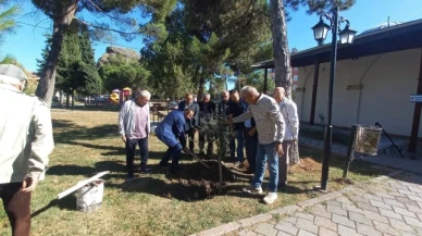 Osmancık'ta yılın ilk zeytin hasadı yapıldı