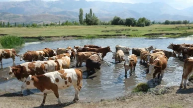 Hayvancılık destekleme için başvuru tarihleri açıklandı