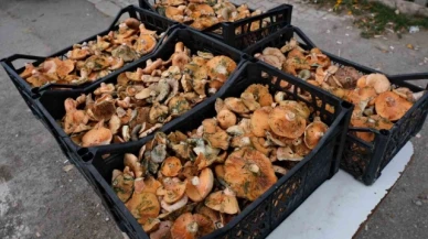 'Kanlıca mantar' sezonu başladı