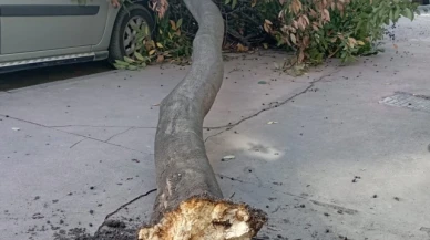 Şiddetli rüzgarda park halindeki araçların üzerine ağaç devrildi