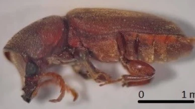 Ülkemizde zararlı yeni bir böcek türü tespit edildi