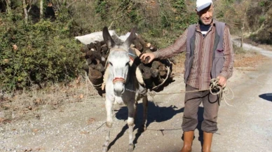 Araç kullanamadığı için eşekle yük çekiyor