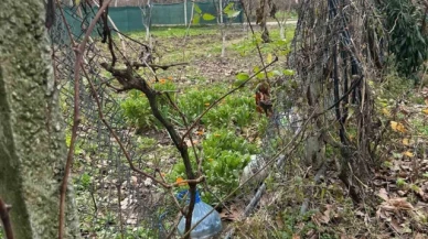 Hırsızlar bağ evlerine dadandı