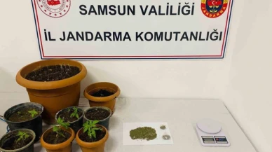 40 kök kenevir, 25 gram esrar ele geçirildi