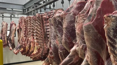Amasya DSYB Dana Kesimleri Devam Ediyor