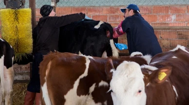 Amasya DSYB Suni Tohumlama Faaliyetleri Devam Ediyor
