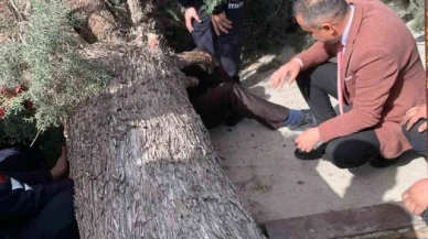 Üzerine ağaç devrilen belediye başkan adayı ve oğlu ağır yaralandı