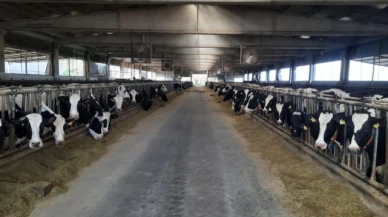 Amesia'da et ürünleri satışı devam ediyor