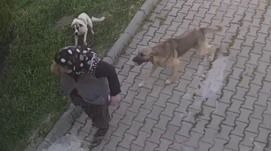 Başıboş köpek dehşeti kamerada: Yaralanan kadın tanınmaz hale geldi