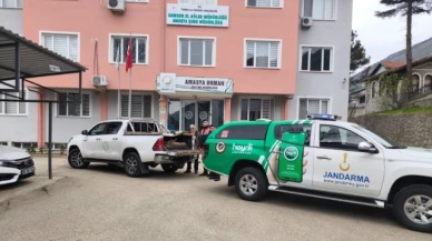 Taşova'da yaralı karaca koruma altına alındı