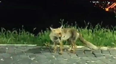 Aç kalan tilkiler şehre indi