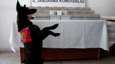 Amasya’da 50 bin 130 dal içi tütün doldurulmuş makaron ele geçirildi