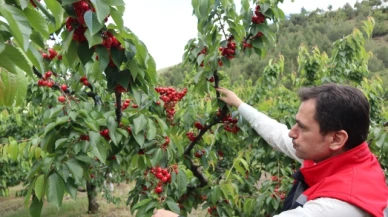 Amasya’da Kiraz Hasadı Başladı