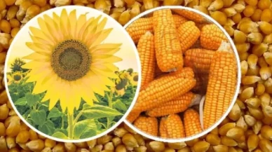 Amasya’da Mısır Yerine Ayçiçek Ekilmesi Önerisi!