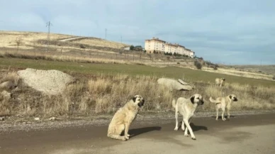 Parkta yürüyen vatandaş başıboş köpeklerin saldırısına uğradı