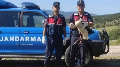 Jandarmanın Bulduğu Leylek Koruma Altına Alındı