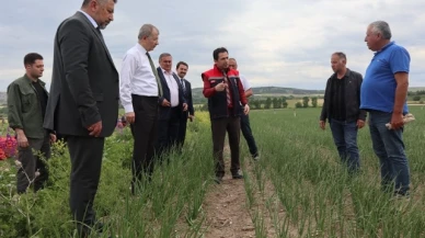 Kuru Soğan Hasadı Başladı