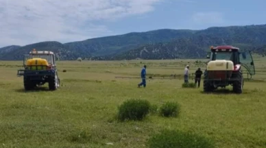 Mera Alanlarında Çekirge Mücadelesi Yapıldı