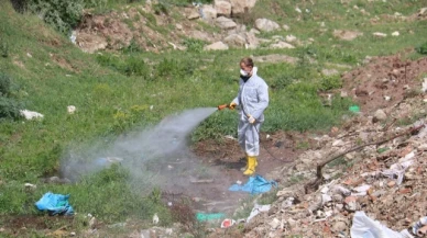 Merzifon Belediyesi’nden Larvasit İlacı Uygulaması
