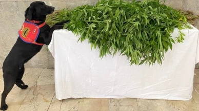 Merzifon'da Kenevir Eken 1 Kişi Tutuklandı