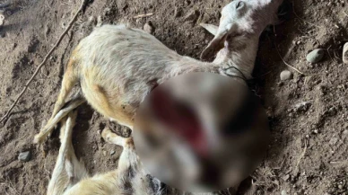 Sokak köpekleri ilçe sakinlerinin hayvanlarını telef etti